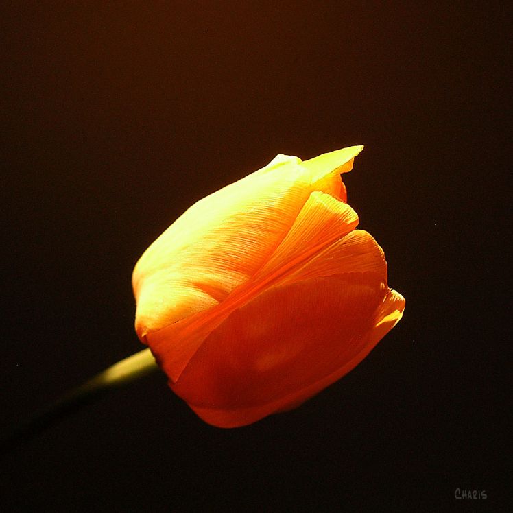 DSC_0892 yellow tulip