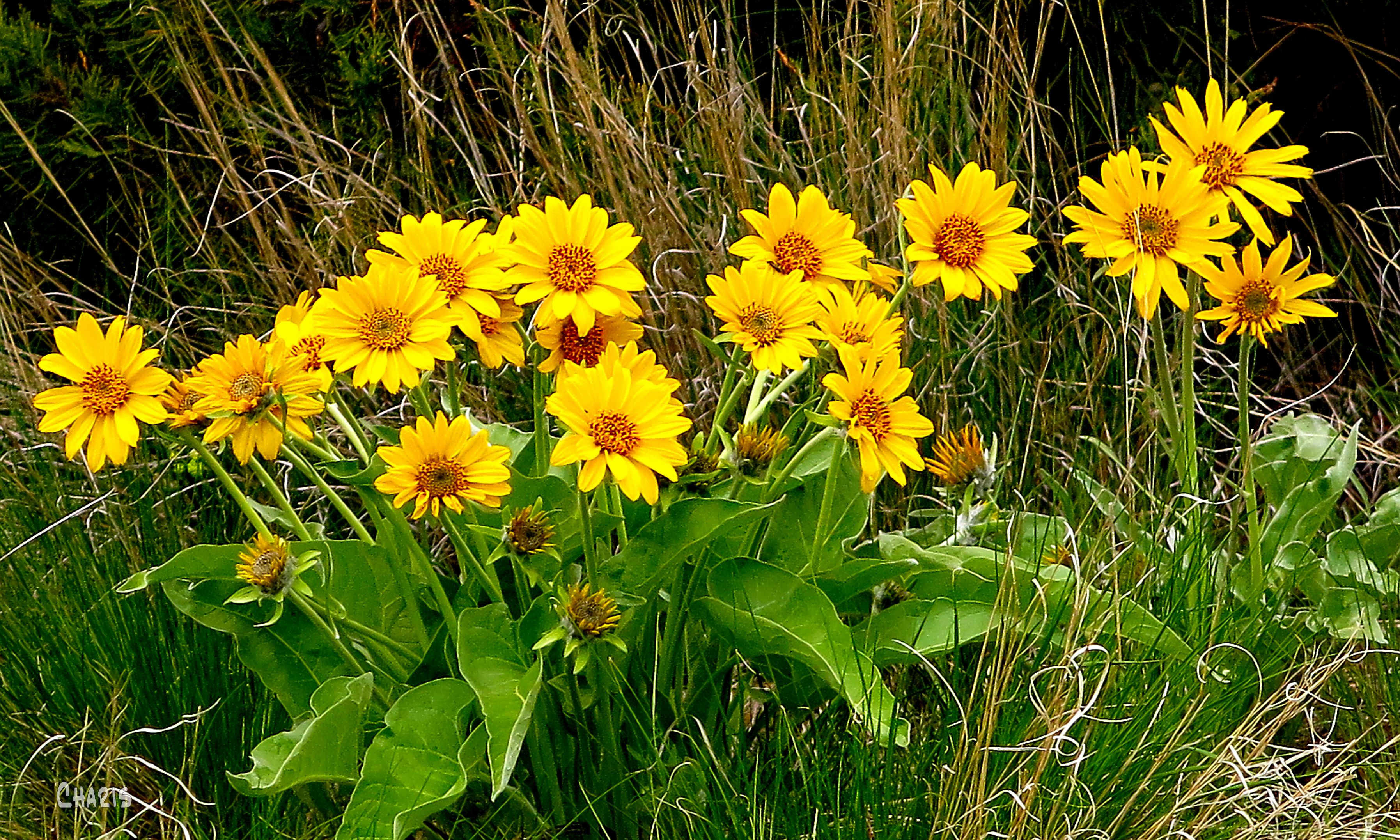 IMG_9339 sunflowers