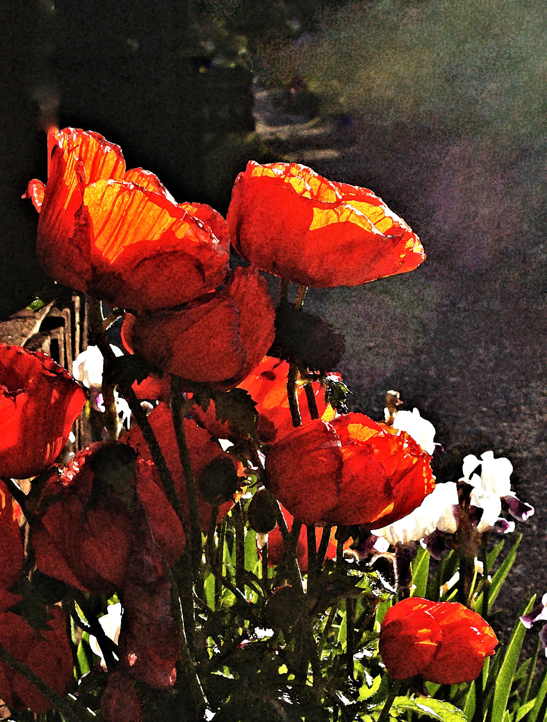 group poppies red DSC_0295