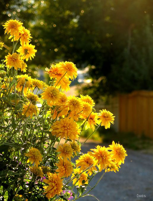 yellow-flowers-alley-ch-rs-img_0056