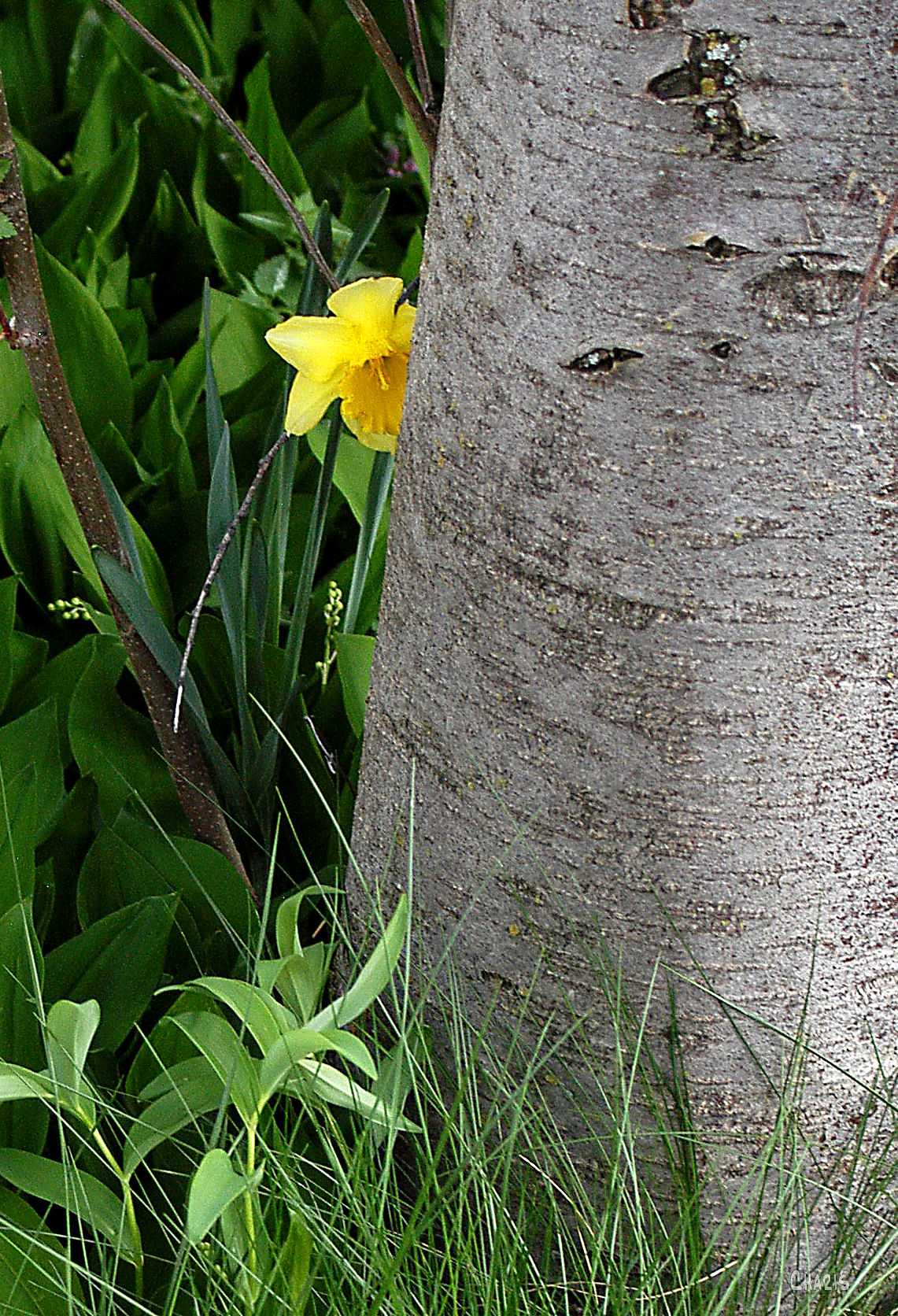 daffodil hiding ch DSC_0124
