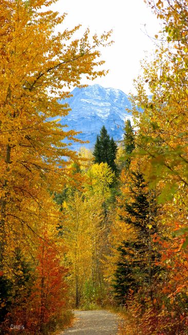 autumn fernie path trail mountain ch rs colour gold IMG_1322