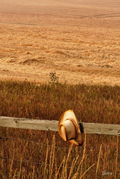 cowby hat fence field 2 ch DSC_0158
