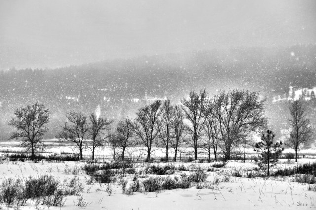 Elizabeth lake winter trees snow bw ch rs IMG_3188