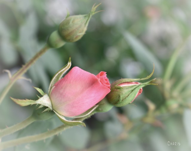 pale pink rose ch crop DSC_0119