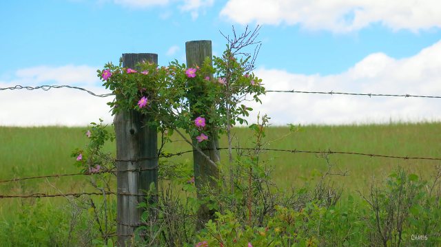 roses fence post ch rs IMG_8151